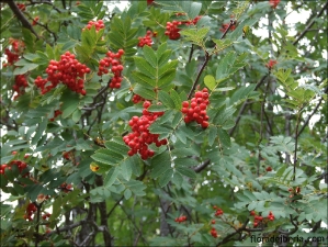  Sorbus aucuparia (Serbal de cazadores, serbal silvestre)
